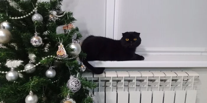 Christmas mood - cat, Scottish lop-eared, Pets