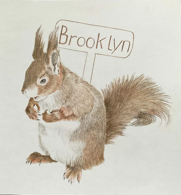 Squirrel - My, Drawing, Pencil drawing, Squirrel