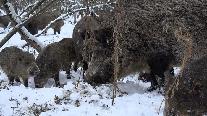 The end of matriarchy: the mating season has begun for wild boars - My, Boar, Leningrad region, The nature of Russia, Each creature has a pair, Pavel Glazkov, Longpost
