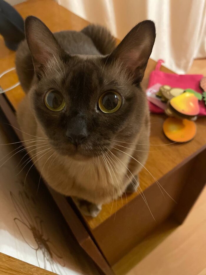 Как я чуть кота не постирал