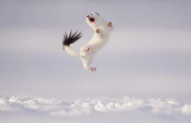 Ermine: Performs a special dance that causes its victims to die of fear before they attack. So he gets prey 10 times larger than himself! - Ermine, Animal book, Yandex Zen, Longpost, The photo