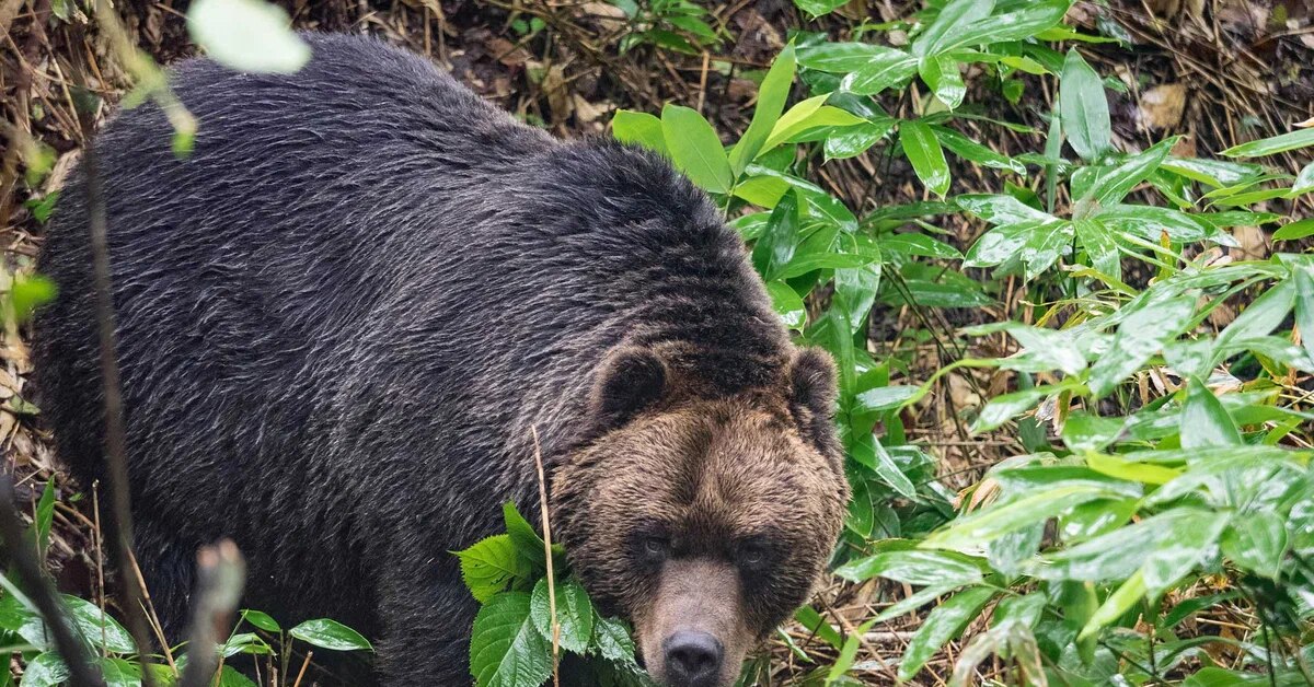 Медведи в японии