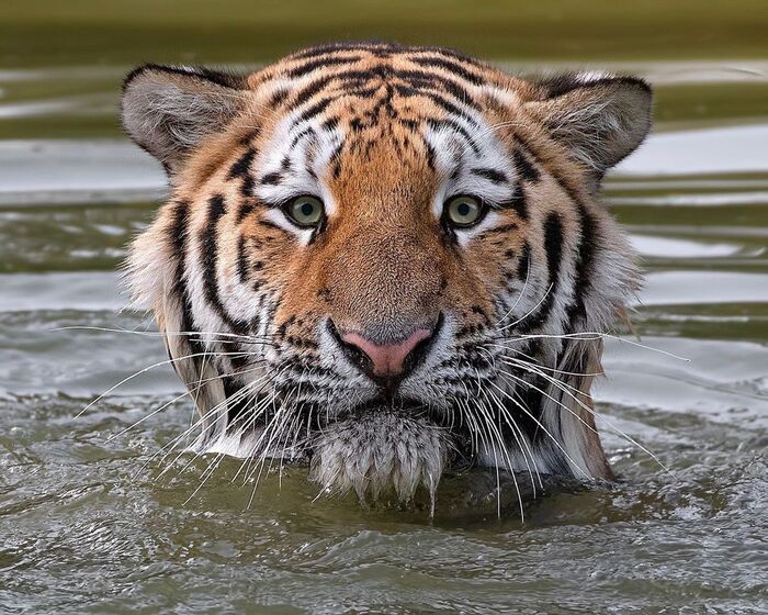 Seriously? Taking pictures of me with wet hair? - Tiger, Endangered species, Big cats, Cat family, Mammals, Wild animals, The photo, Water
