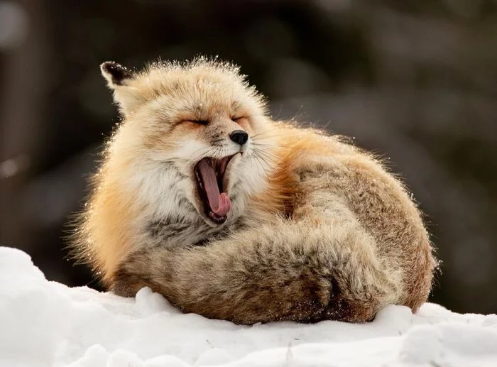 Chilly - Fox, Canines, Predatory animals, Mammals, wildlife, North America, Snow, The photo
