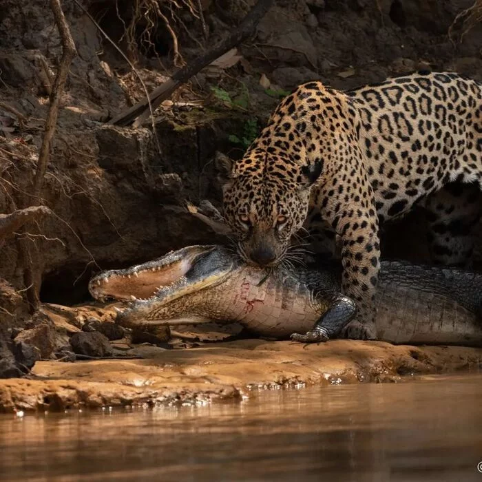 Caiman for dinner tonight - Jaguar, Big cats, Cat family, Mammals, Wild animals, wildlife, South America, The photo, Mining, Caiman
