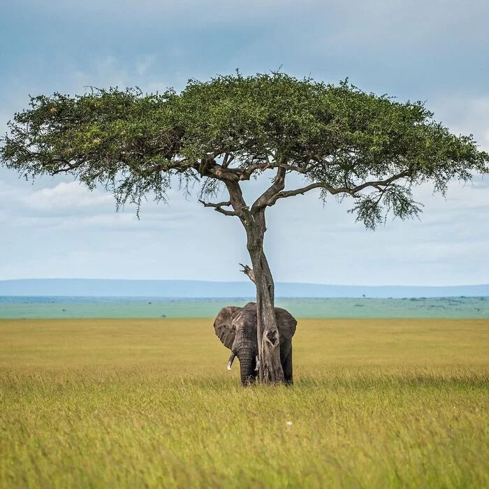 Can you find the elephant in the photo?! - Elephants, Mammals, Wild animals, wildlife, Masai Mara, Africa, The photo, Alexey Osokin