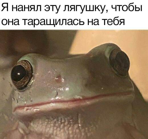 Под присмотром
 - Жаба, It Is Wednesday My Dudes, Среда, Лягушки, Картинка с текстом