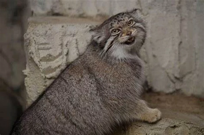 Continuation of the post Sensation! Christmas Miracle! Manulas are more smiling than quokkas!” - Pallas' cat, Pet the cat, Small cats, Cat family, Wild animals, The photo, Vote, Longpost, Repeat, Reply to post