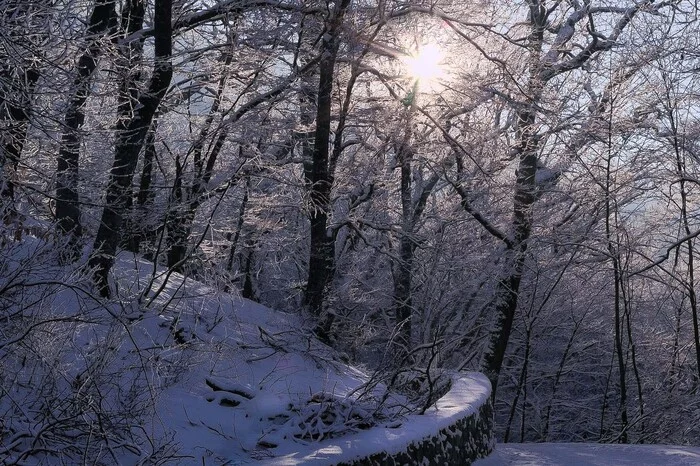 Winter forest - My, Zheleznovodsk, Nature, Caucasian Mineral Waters, Canon 60d, Photographer, Forest, Caucasus, Winter, The photo