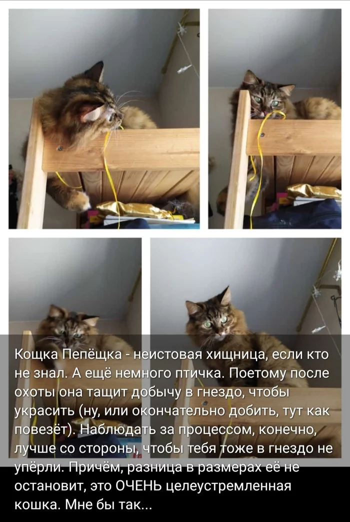 Mini-digest about cats #30 - My, cat, Life stories, Screenshot, Longpost