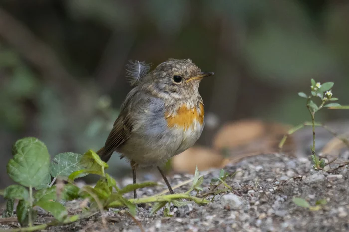 Uncombed Robin Fledgling - My, Robin, Birds, Animals, Nature, Ornithology