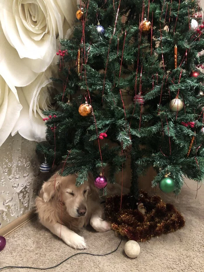 All with the upcoming pikabushniki - My, Golden retriever, Congratulation, Dog, Longpost