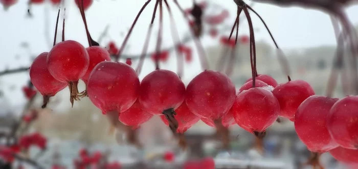 Do you sell apples in winter? No, we're just showing it.. Beautiful... - My, The photo, Moscow, Apples, Winter, The Bolshoi Theatre, Amateur photography, Fast, Images, Humor