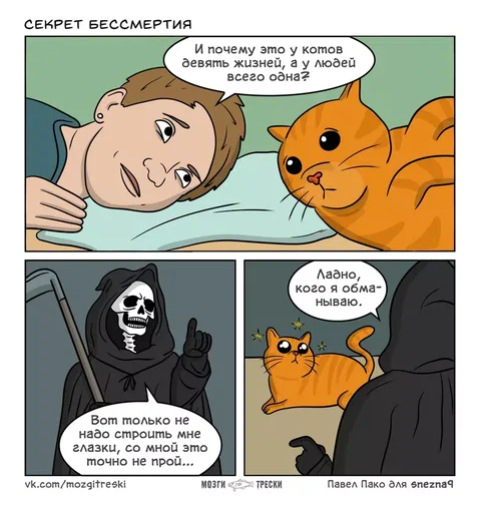 So that's why you have 9 lives - My, cat, Comics, Nine lives, Cod brains