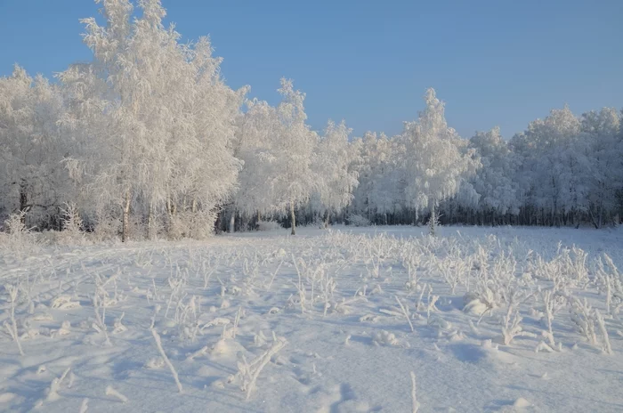 Красивое зимнее - Моё, Фотография, Сибирь, Красноярск, Настроение, Снег, Красота, Красивый вид, Иней, Небо, Дерево, Природа