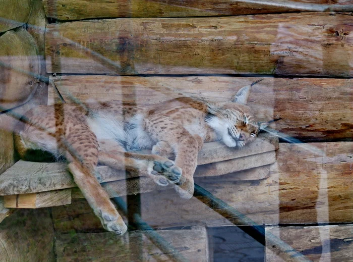 The lynx is sleeping behind the glass. - My, The photo, Siberia, Portrait, Menagerie, Lynx, Dream, Glass, Paws, Mood