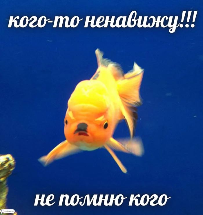 Forgot - Memes, Humor, Picture with text, Gold fish, Memory