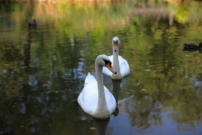 mute swan - My, The photo, Nature, The nature of Russia, Swans, Pond, Ornithology, Birds, Canon, beauty, Pair