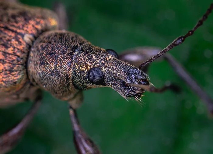 Weevil portrait - My, Mp-e 65 mm, Macro photography, Insects, Weevil