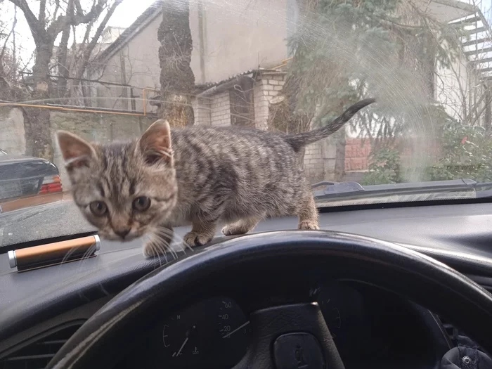 Теперь у меня есть котька - Моё, Кот, Домашние животные, Счастье, Котята