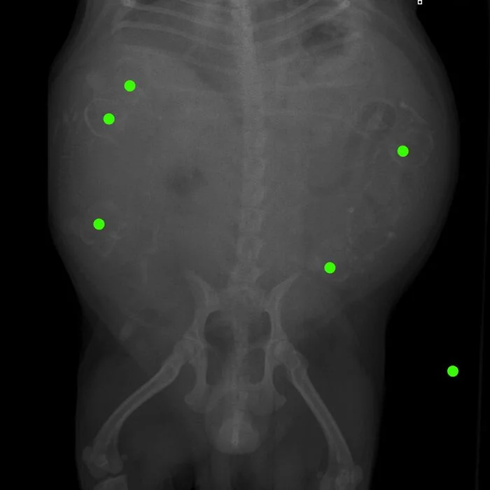 Please help with decryption - Help, Dr. Aibolit, Pug, My