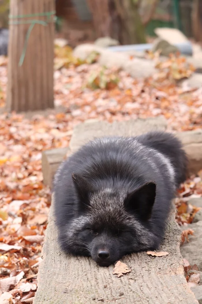 Black. Fluffy. In power saving mode - Fox, The photo, Animals