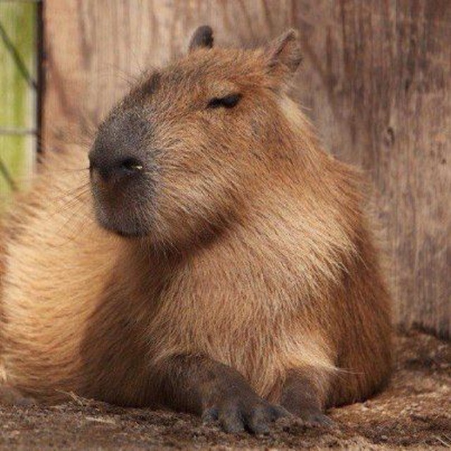 capybaras - Capybara, Milota, Longpost