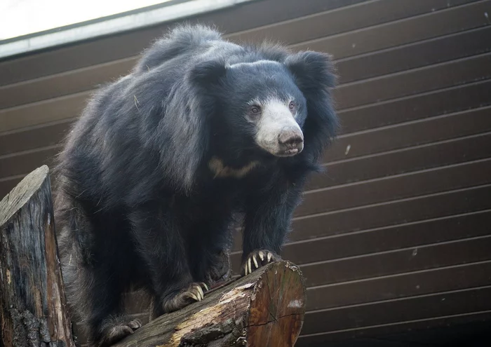 The sloth bear came to the village for fruit and injured people - Bear-Gubach, India, Dangerous animals, Injury, Negative, Life safety, Wild animals, The Bears