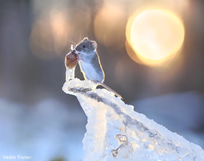 Mouse and frozen acorn - Mouse, Rodents, Mammals, Wild animals, Acorn, Ice, The photo, Photographer Vadim Trunov