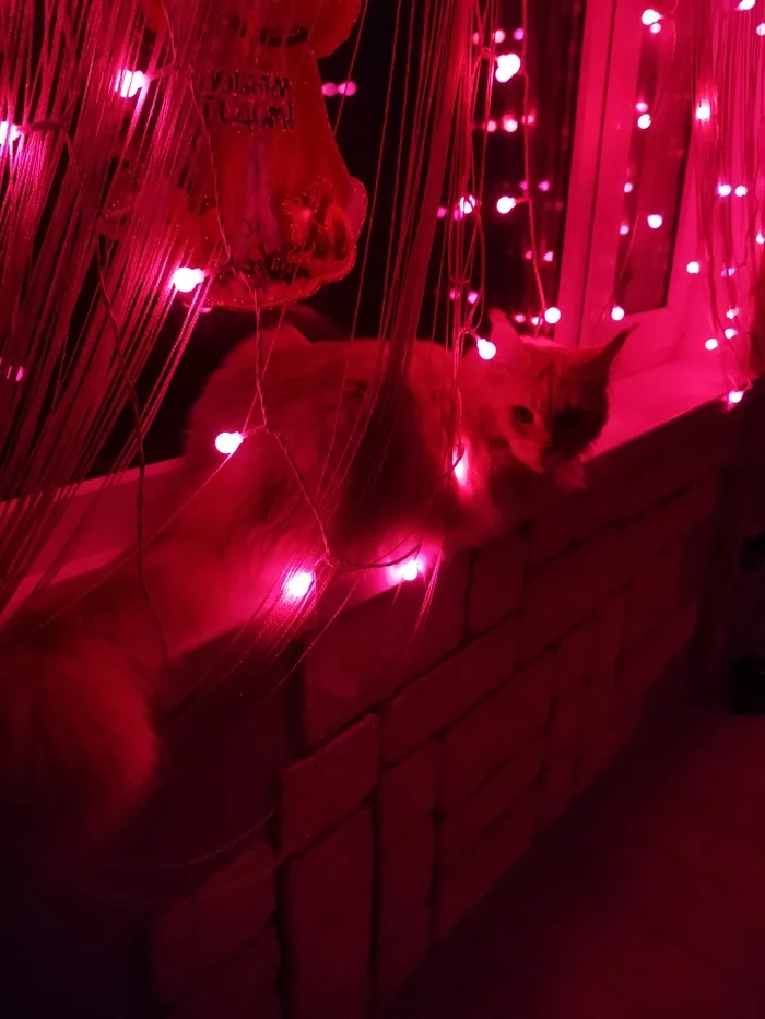 Winter mei-kun in lights - My, Maine Coon, Small cats, Longpost, cat