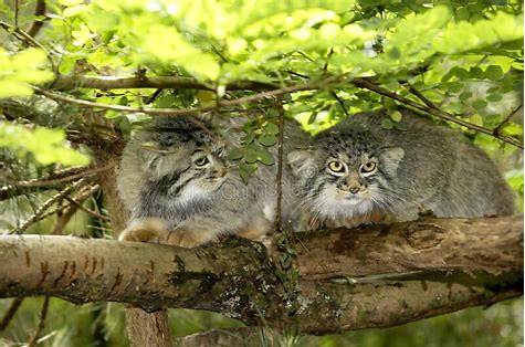 Reply to the post Nostalgia. Summer afternoon rest» - Pallas' cat, Pet the cat, Small cats, Cat family, Wild animals, The photo, Reply to post