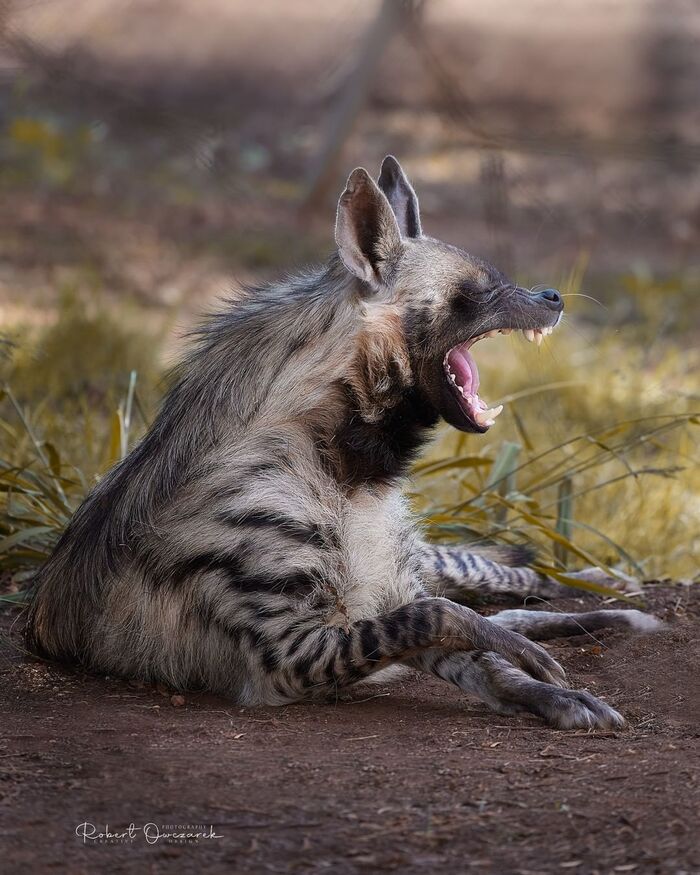 striped hyena - Striped hyena, Rare view, Hyena, Predatory animals, Wild animals, wildlife, Kruger National Park, South Africa, Yawn, The photo