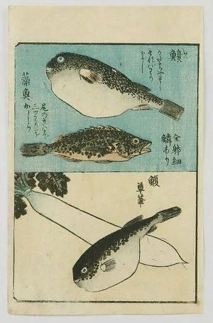 Now let's eat some fish! - Art, A fish, Puffer fish, Japan, Haiku