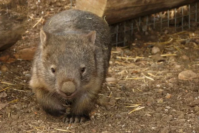 Is it true that wombats save other animals in their burrows from fires? - My, Wombats, Australia, Fire, Nature, Animals, Longpost