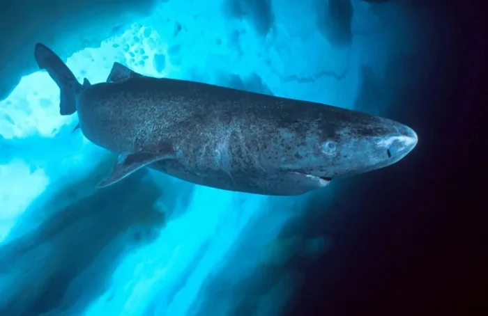 The polar shark is the longest-lived vertebrate - My, Shark, Animals, Nature, Biology, Informative