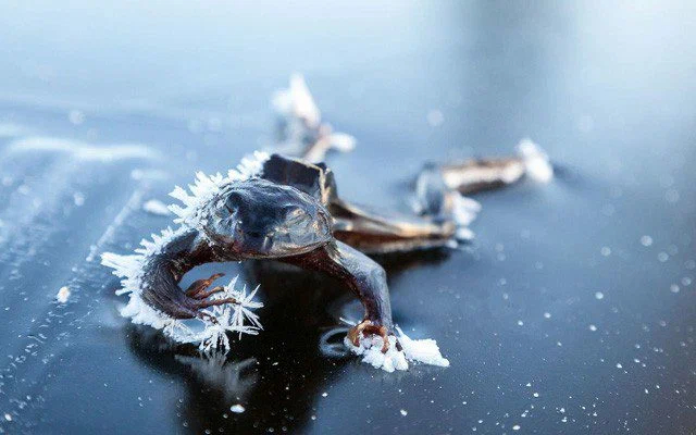 Alaskan Wood Frog: While all normal frogs sleep underwater, this one freezes into the ice on the mountain. And this is the beginning of a cunning plan to survive - Frogs, Reptiles, Animal book, Yandex Zen
