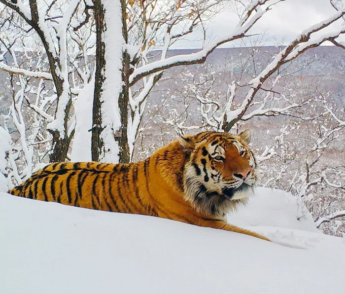 Waking up after a snowfall - Amur tiger, National park, Land of the Leopard, Tiger, beauty, Snow, Winter, wildlife, Wild animals, Big cats, Predatory animals, Cat family, The photo