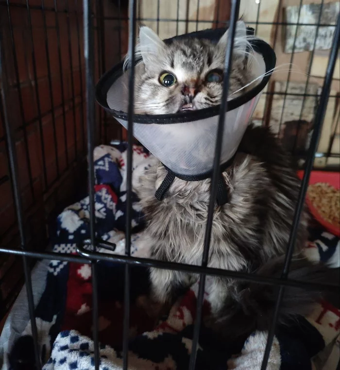 Potato (with a cut from a tin can) underwent the first plastic surgery on the right nostril. - My, cat, Animal Rescue, Vertical video, Dacha, Can, Veterinary, Homeless animals, Video, Longpost