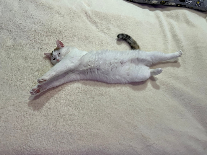 ������� ���������