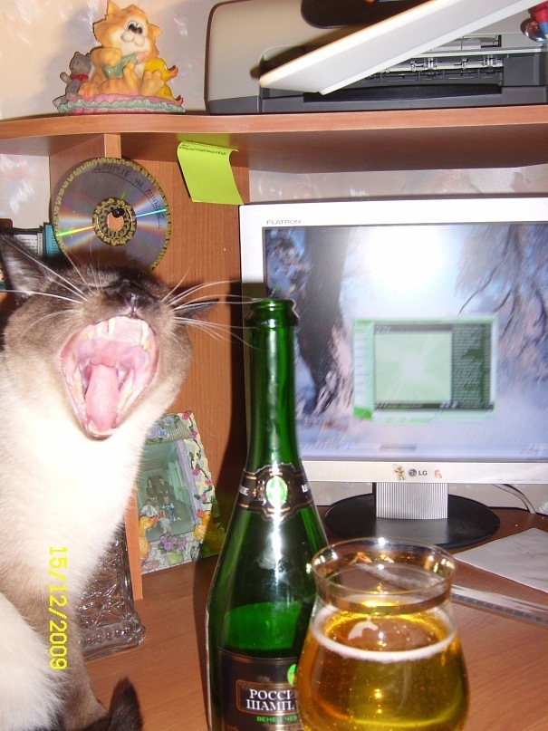 New Year's pre-zero - My, cat, Paws, Siamese cat, Coming, 2009, Champagne