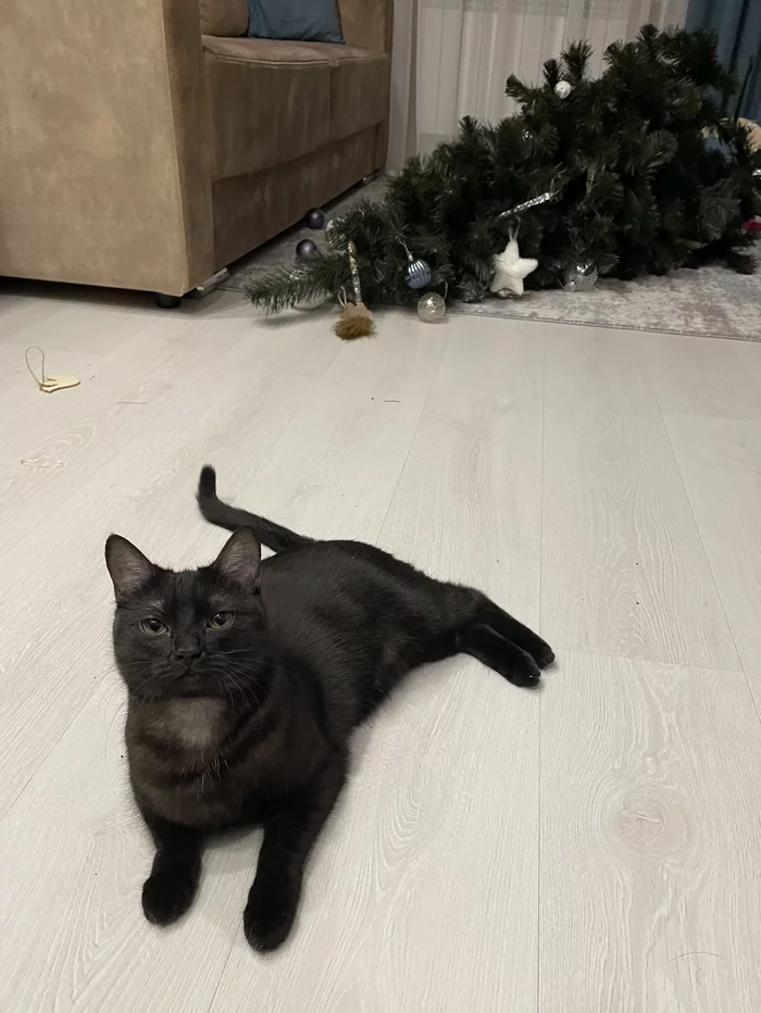 The main thing is the cat is happy - My, New Year, Christmas tree, cat