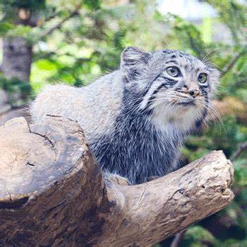 The answer to the post Who was looking for an assistant in the construction of a house? - Pet the cat, Pallas' cat, Small cats, Cat family, Wild animals, Fluffy, Reply to post