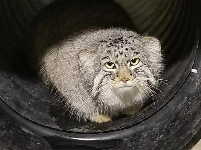 The answer to the post Who are you rolling a barrel here? - Pallas' cat, Small cats, Pet the cat, Cat family, Fluffy, The photo, Reply to post