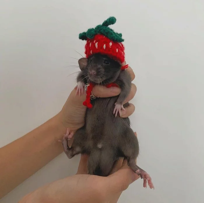 Jingle bells, jingle bells... - Memes, Sad humor, Subtle humor, Decorative rats, Humor