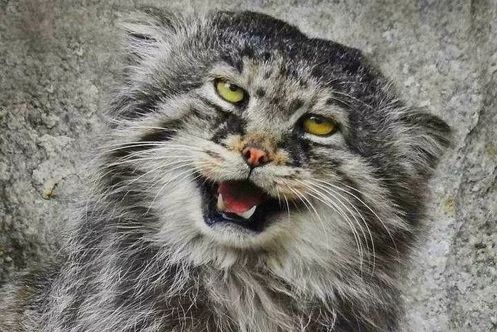 Continuation of the post Sensation! Christmas Miracle! Manulas are more smiling than quokkas!” - Pallas' cat, Pet the cat, Small cats, Cat family, Wild animals, The photo, Vote, Longpost, Repeat, Reply to post