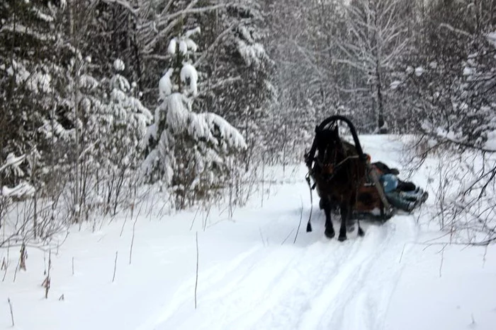 Where the car won't go - My, Ural, Forest, Winter, Horses, Sled, The photo, Snow, freezing, Longpost