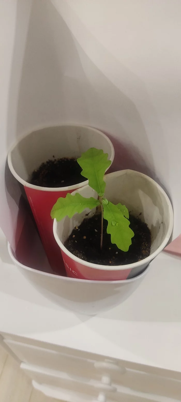 Oak - Oak, Plant growing, Text, Longpost