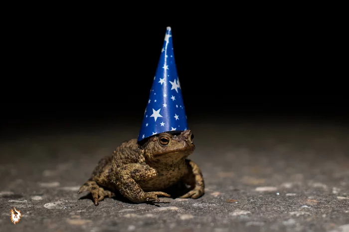 Toad - Youtube, Video, Animalistics, Wizards, Toad, My
