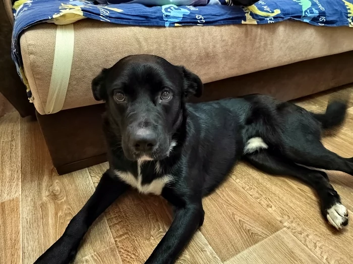 Looking for a dog owner - My, No rating, Dog, Found a dog, The dog is missing, Lost, Moscow, Noginsk, Elektrostal, In good hands, Helping animals, Longpost