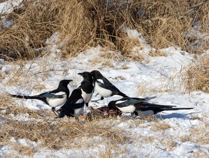 Magpies eat frozen duck - My, Primorsky Krai, Дальний Восток, Photo hunting, Birds, Magpie, Longpost, The photo